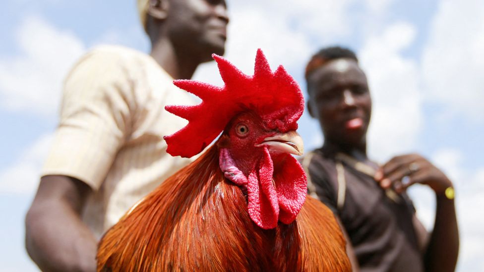 A man holds a cockerel at a market in Abuja, Nigeria - Friday 8 July 2022