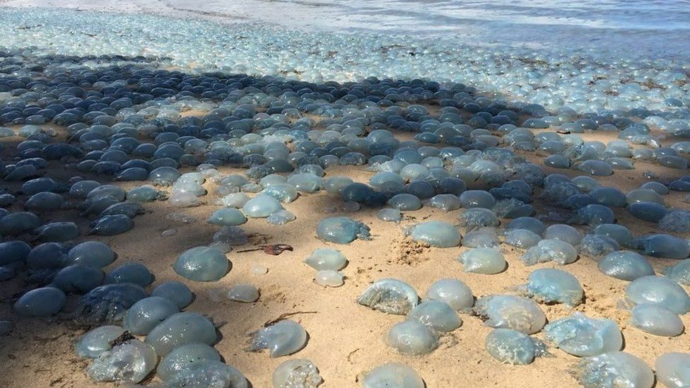 Jellyfish cover the beach at Deception Bay in Queensland