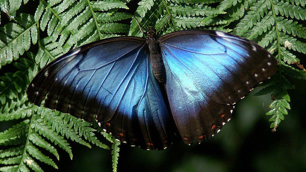 Blue Morpho butterfly are prized by butterfly collectors, due to the bright iridescent blue colour of the wings on most species, Montreal Insectarium, Quebec, Canada.