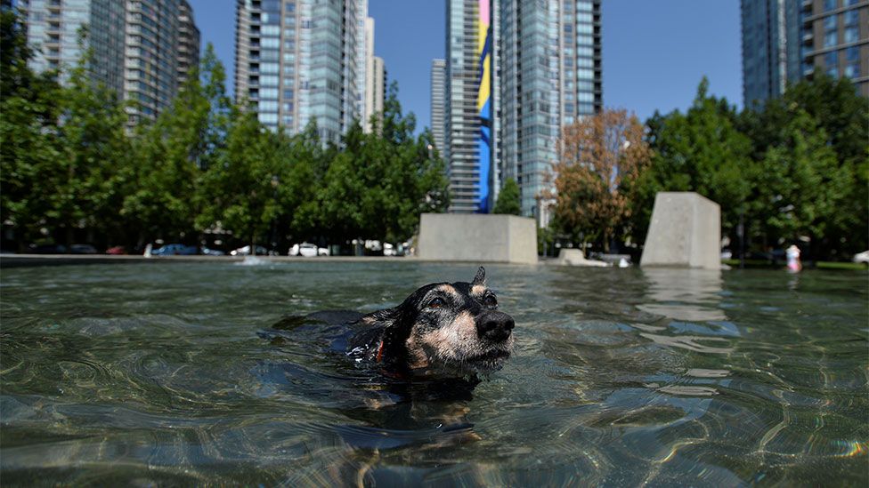 A dog takes a dip in water to escape the heatwave in the US and Canada