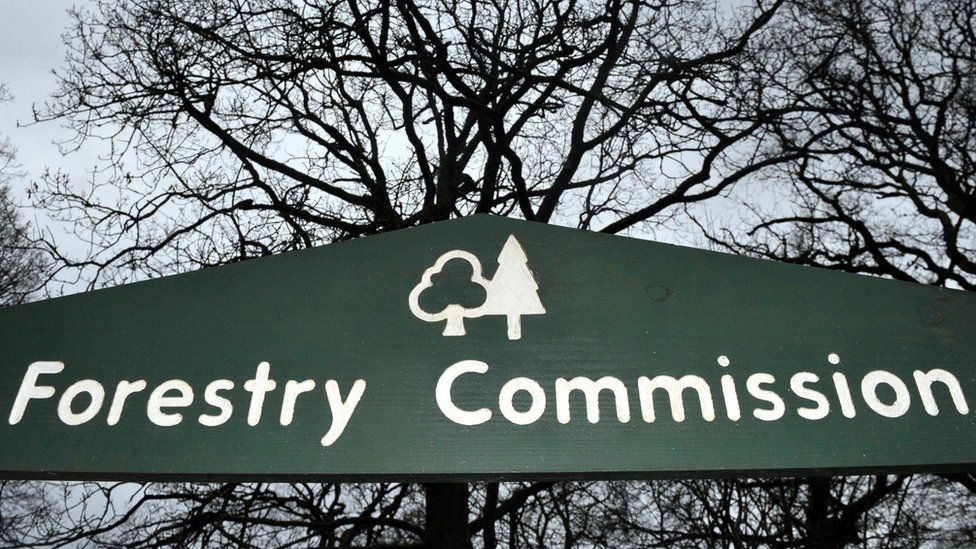 The Forestry Commission logo on a green wooden sign in front of a tree