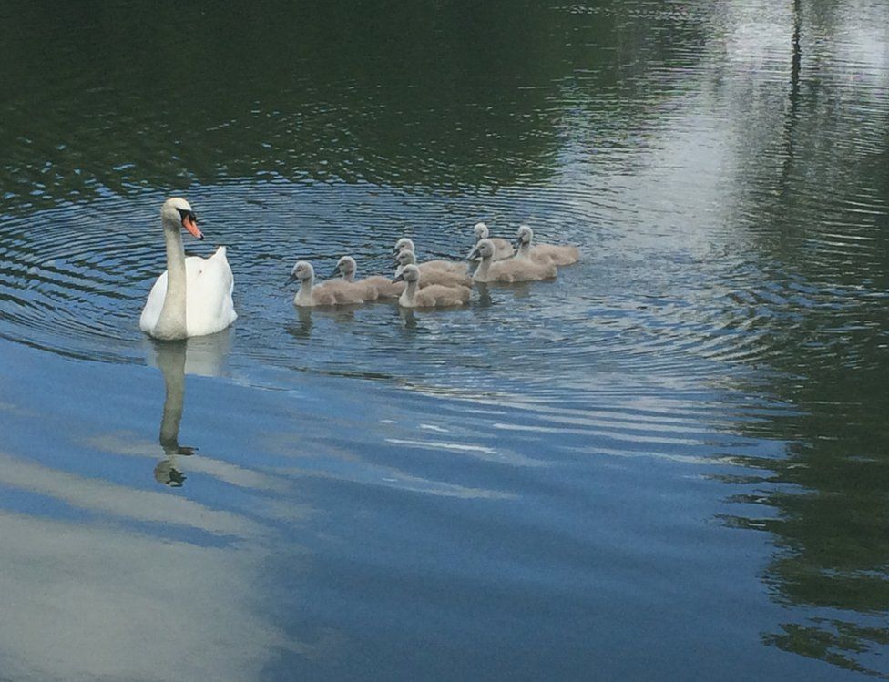 Swan and cygnets swimming