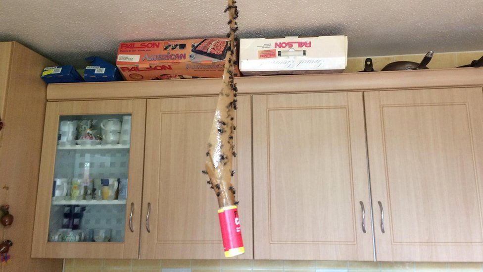 Flies stuck on tape hanging from a kitchen ceiling