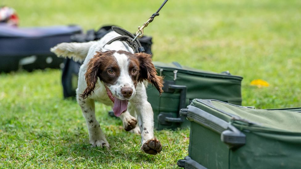 A springer spaniel on a lead walking past luggage, which has laid out on the grass, during training in Arusha, Tanzania