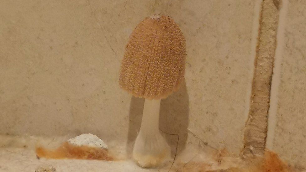 A mushroom emerges from the white grout inbetween earth-patterned bathroom tiles. The stalk is white, and the cap is tall and quite thin, draping down a bit like an unopened umbrella. It's a beigey brown colour and the surface is dotted with uniform bobbles. At either side of the base, where the wall tiles meet the floor, there is a white, fluffy substance that appears to be some sort of mould or fungus.