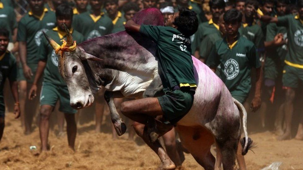 a youngster tries to tame a bull at a traditional bull taming festival called "Jallikattu" in Palamedu near Madurai,