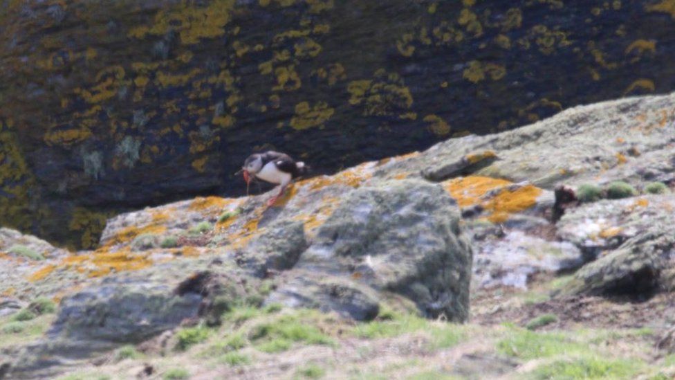 Puffin carrying nesting material