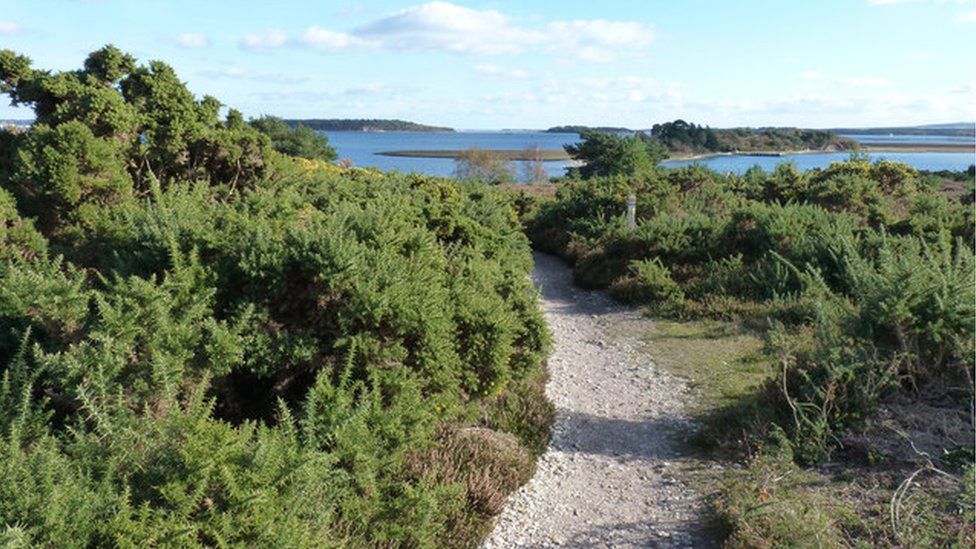 Poole Harbour from RSPB Arne