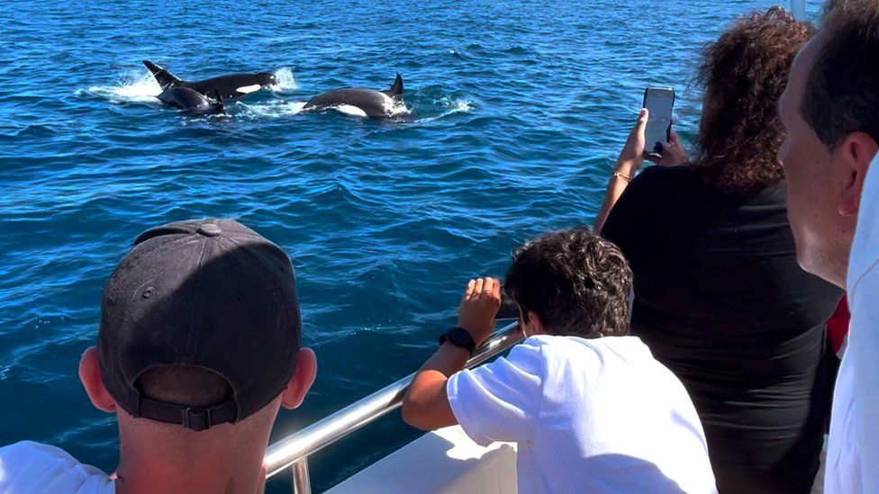 Туристы, наблюдающие за китами в Испании
