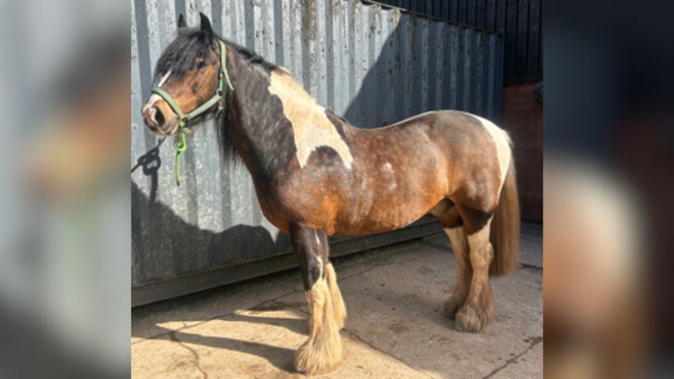 Alfie the horse standing