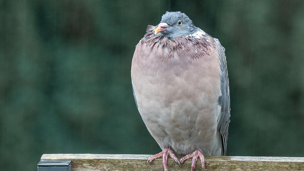 A pigeon is covered in rain as it perches in Ranton, Staffordshire