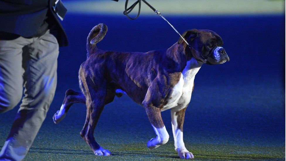 Best in show cheap at crufts 2019