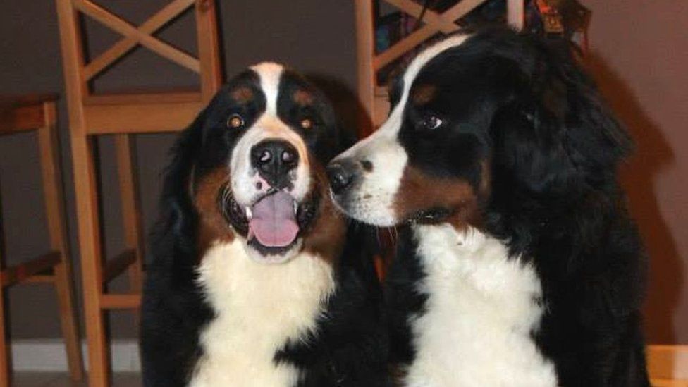 Lisbonne and Hawaii, Bernese Mountain Dogs