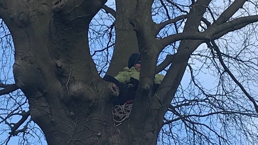 Man in tree