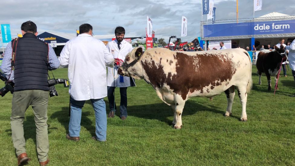 A group of men standing near to a cow outdoors at the Balmoral Show