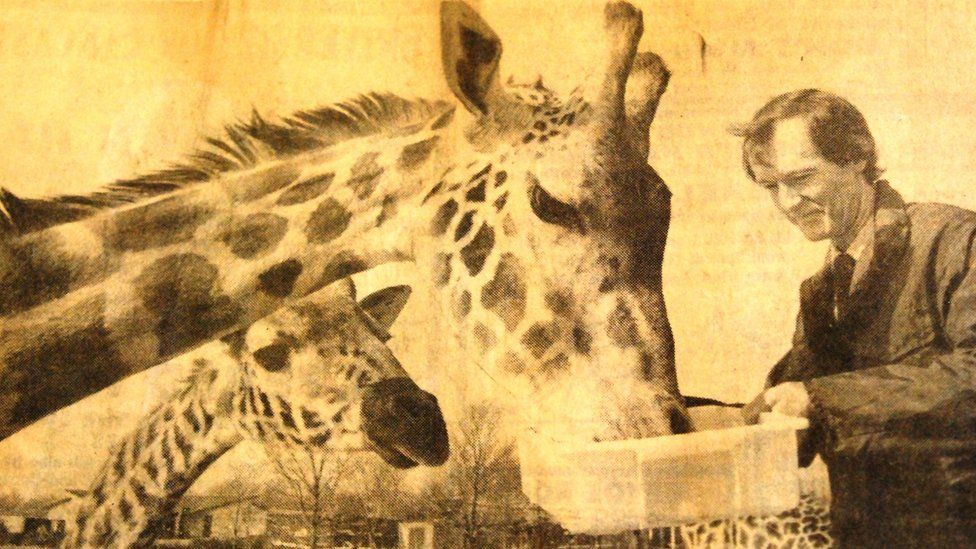 A newspaper image of a giraffe and vet feeding it