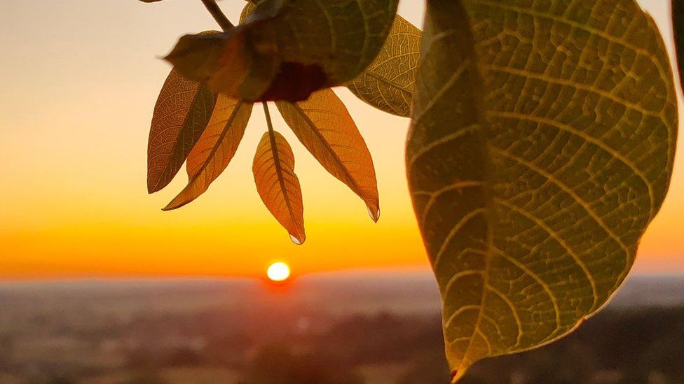 Sunrise behind leaves