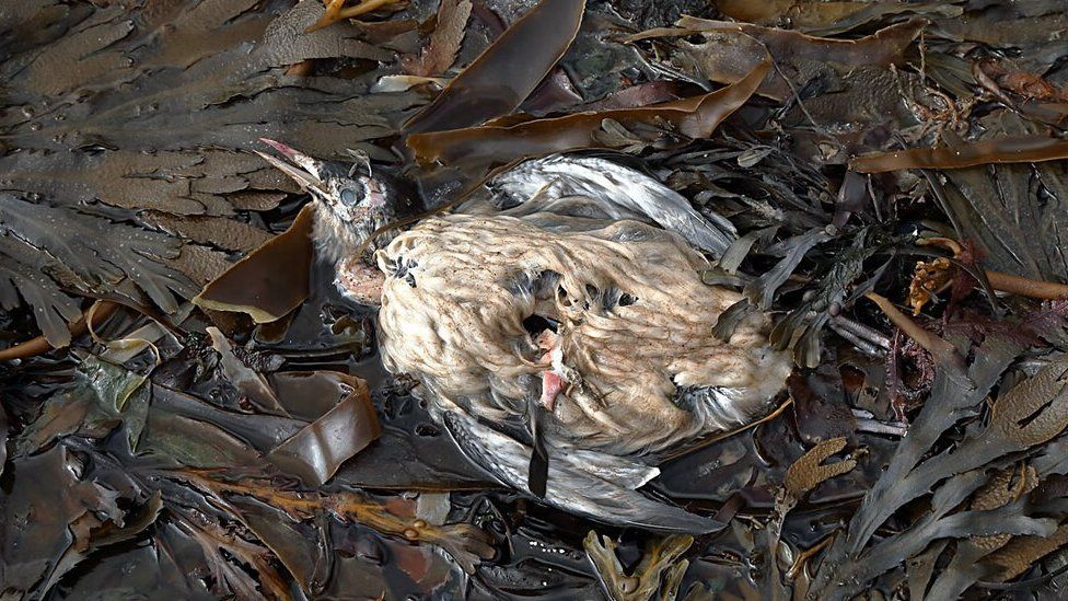 A dead guillemot washed up at Dod's Well near Berwick