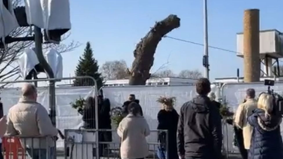 The Rochford oak tree is brought down