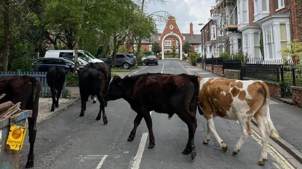 Cows in garden