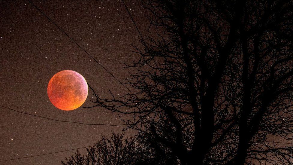 Super blood wolf moon through trees at night