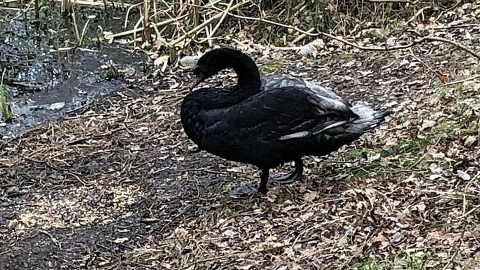 White swan black by toner' pond - BBC News