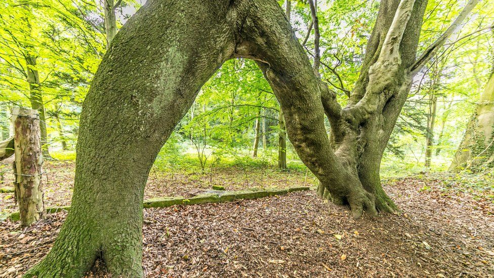 N-shaped tree