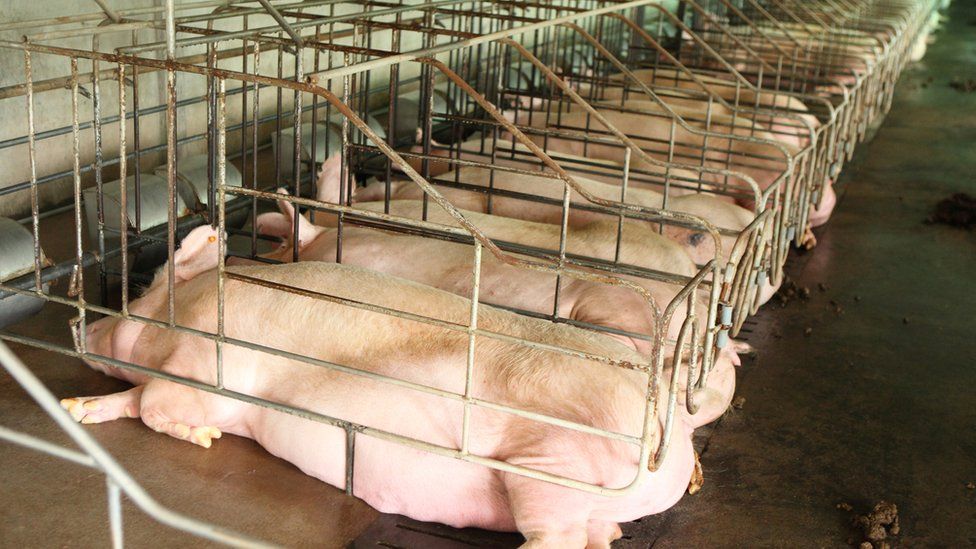 Call for higher welfare standards for Parma pigs -