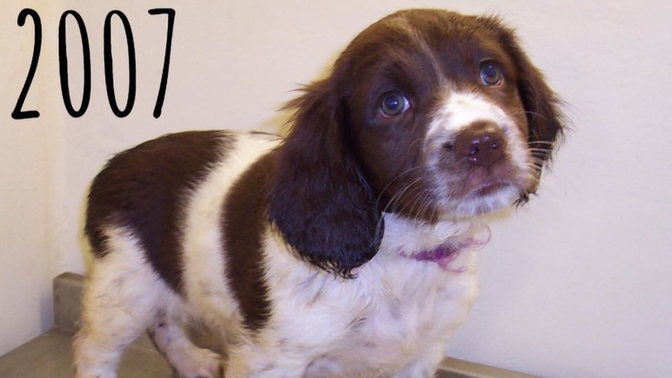 Should I Get Two Dogs From The Same Litter