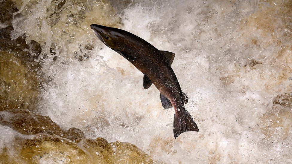 Salmon leaping at Buchanty Spout