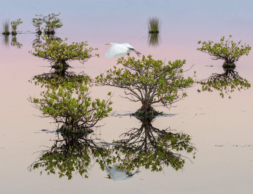 A bird flies between mangrove trees in water in Florida