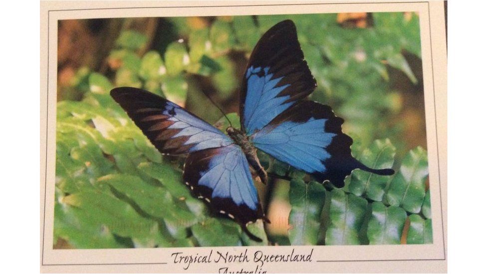 A blue butterfly on a leaf. The caption reads: Tropical North Queensland