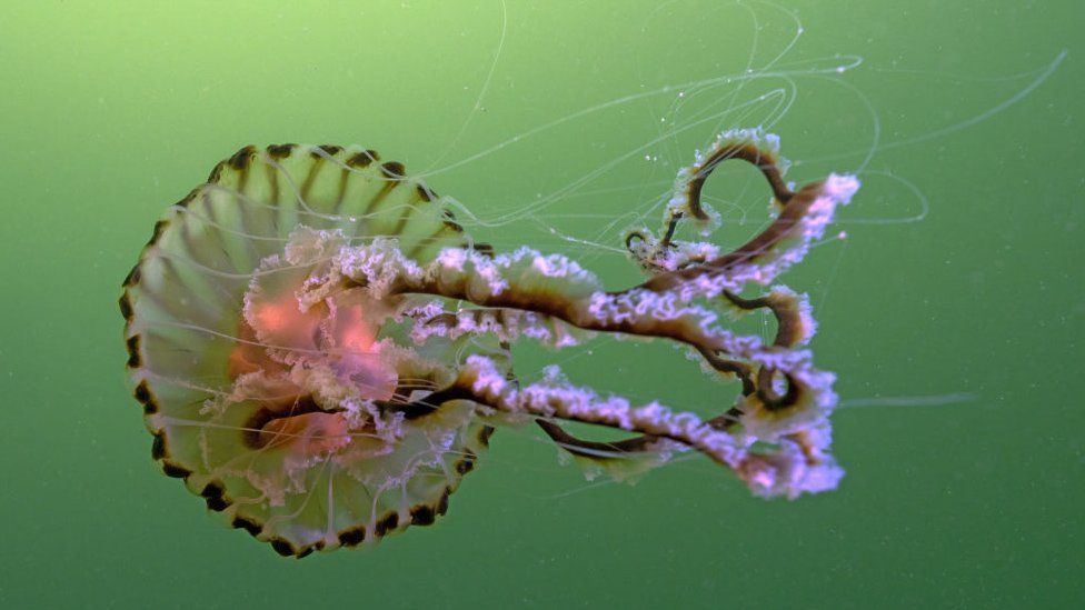 Compass jellyfish were seen in UK seas in the last 12 months