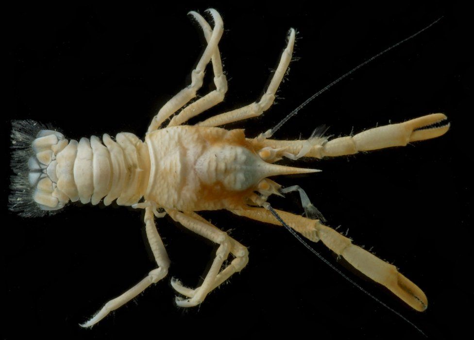 Squat lobster