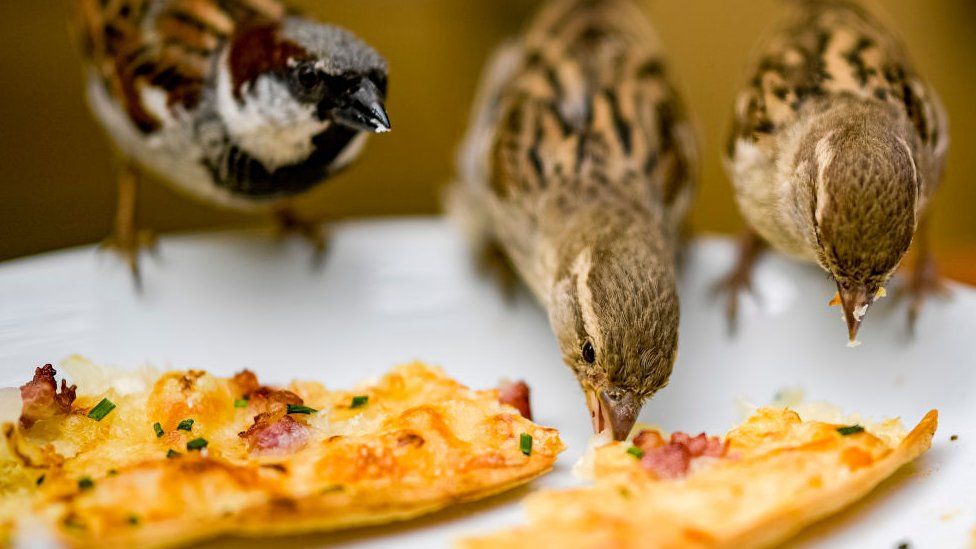 Sparrows feeding on leftovers at a cafe in Germany