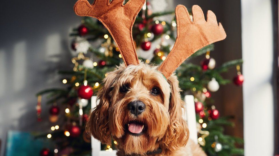 Dog with reindeer antlers on