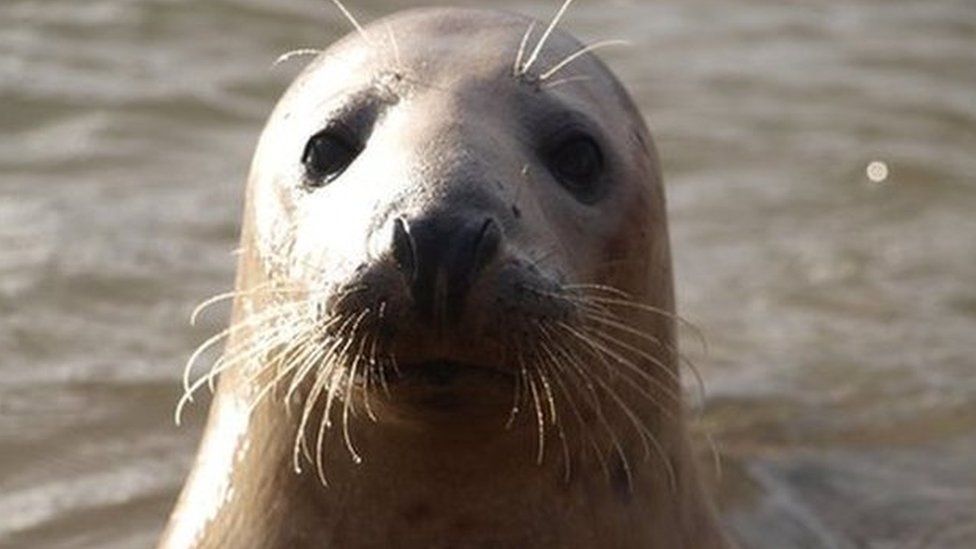 Seal protection area at Ythan designated - BBC News