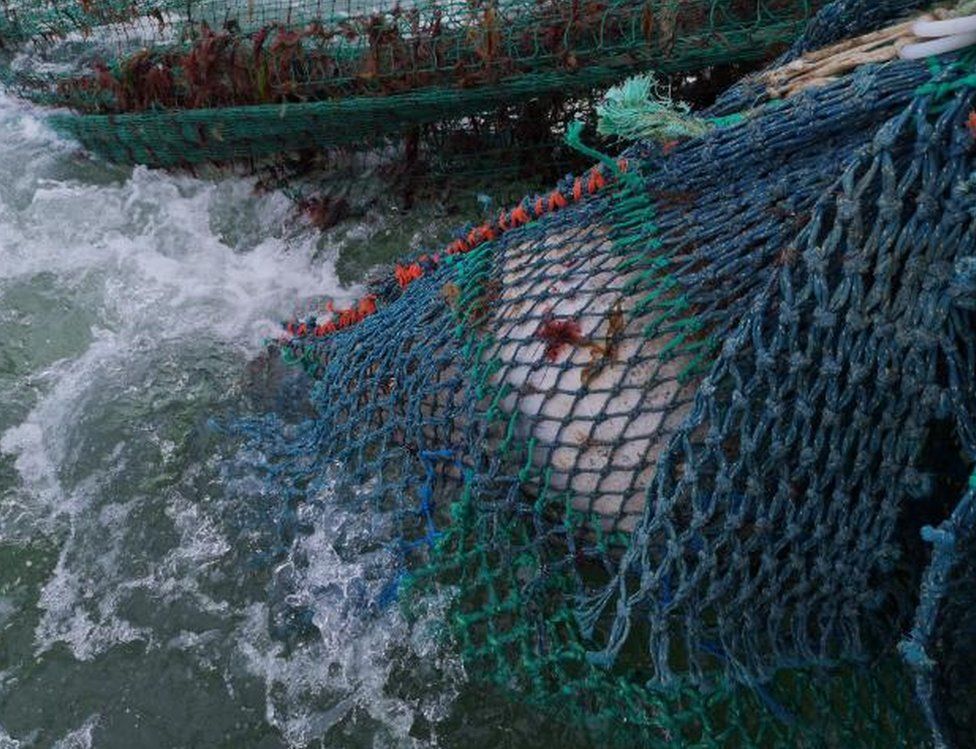 Sea mine in fishing net