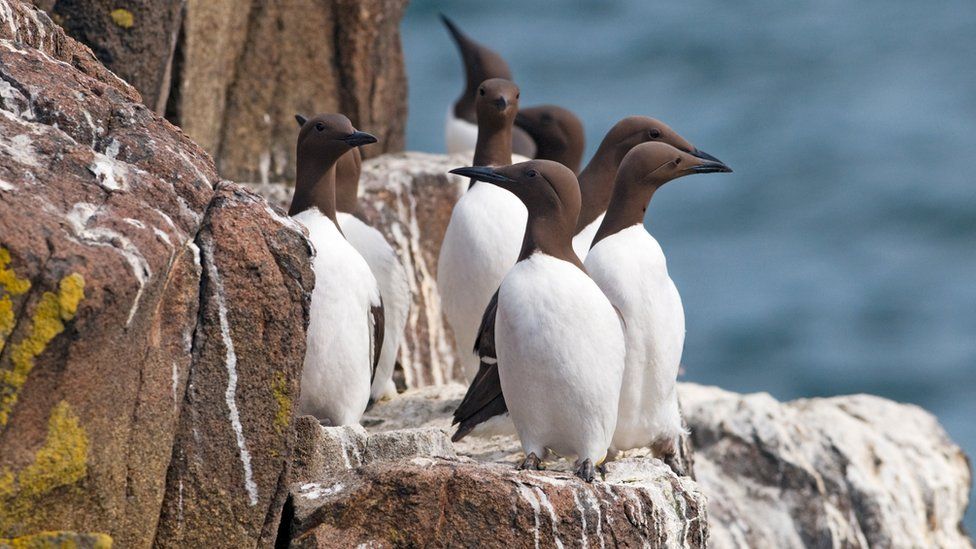 Guillemots on the Isle of May NNR