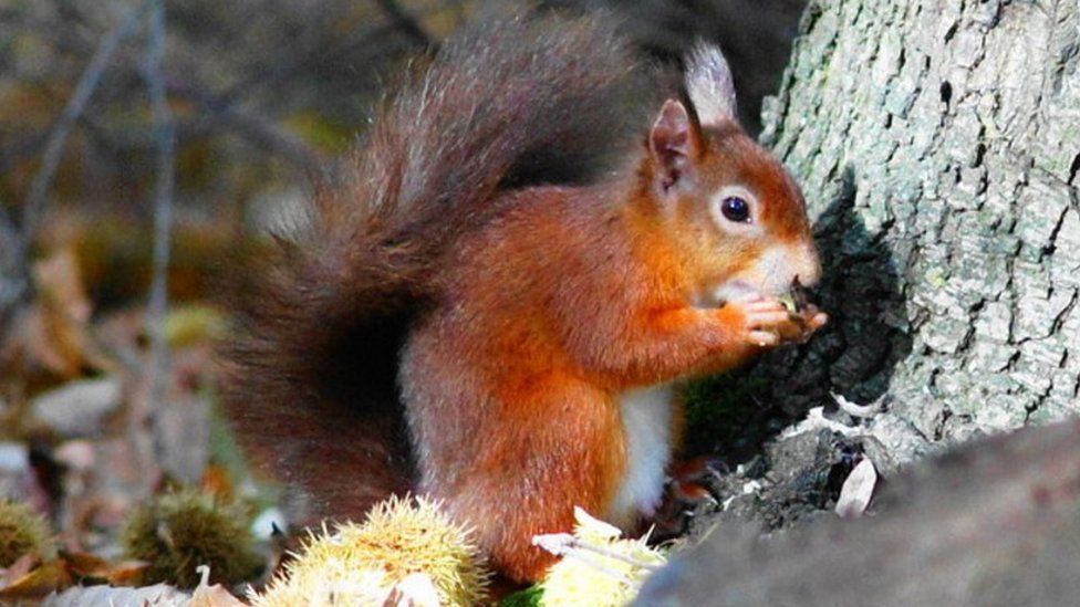 Brownsea Island red squirrel leprosy study - BBC News