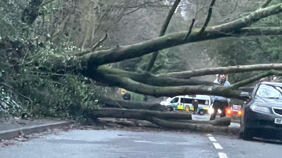 Fallen tree in Romsey Road in Winchester