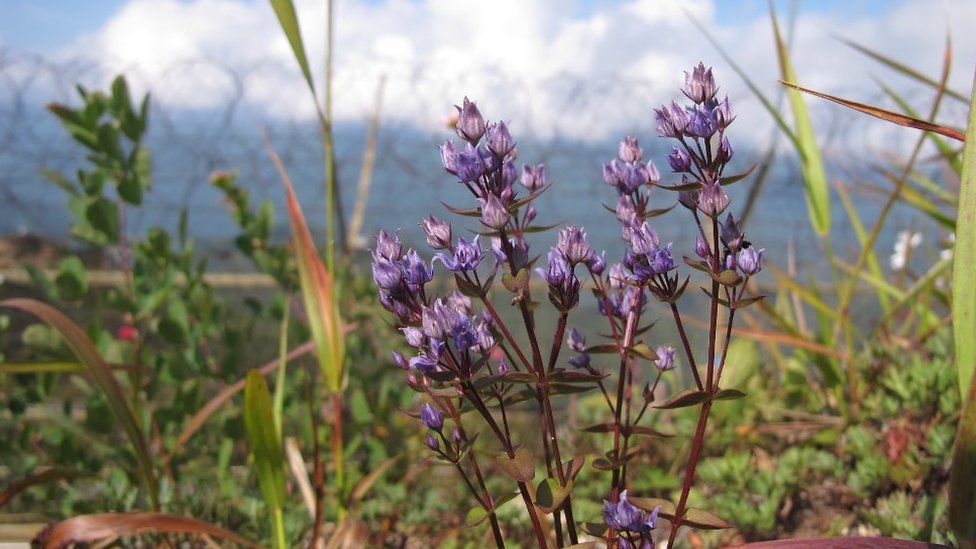 Wilford swertia, a herb with violet flowers