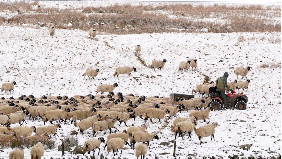 Sheep farmer with quadbike being followed by flock