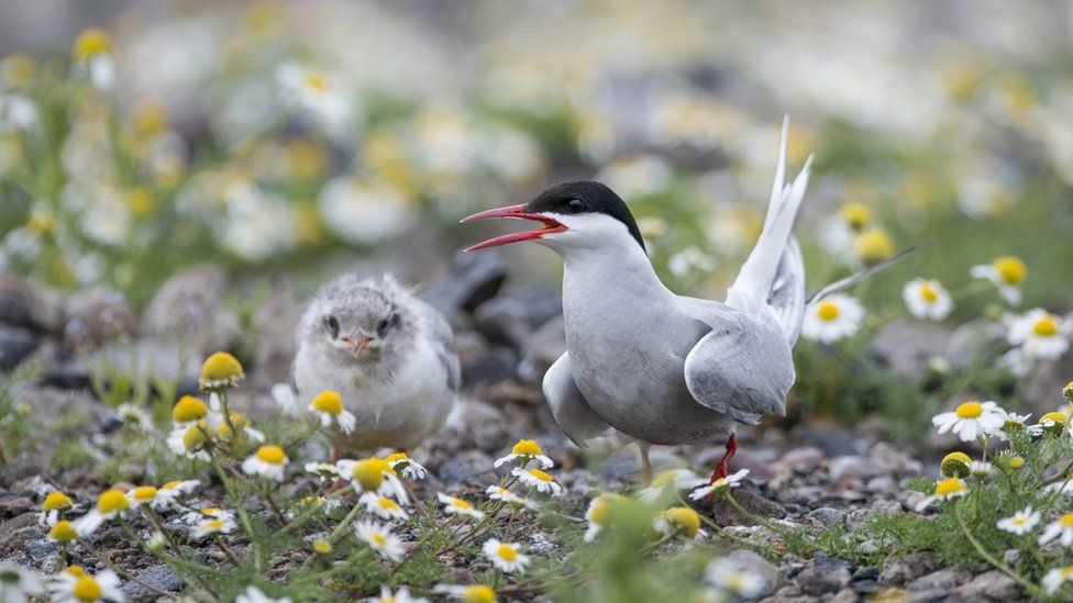 The UK's largest Arctic Tern colony has been abandoned