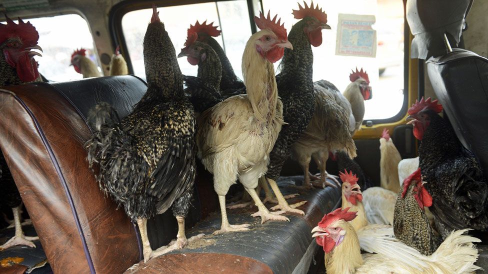 Chickens in a bus in Lagos, Nigeria