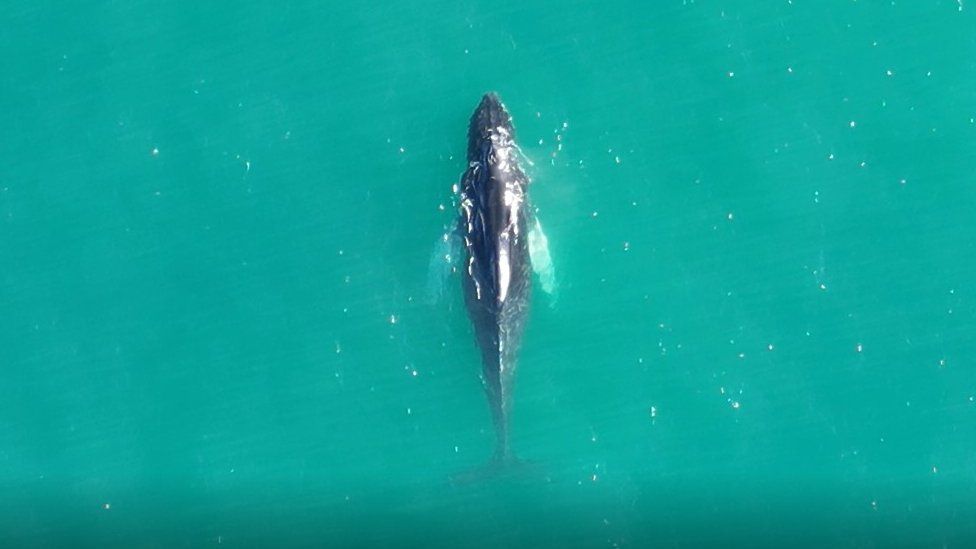 Whale sightings could indicate a population increase, expert says - BBC