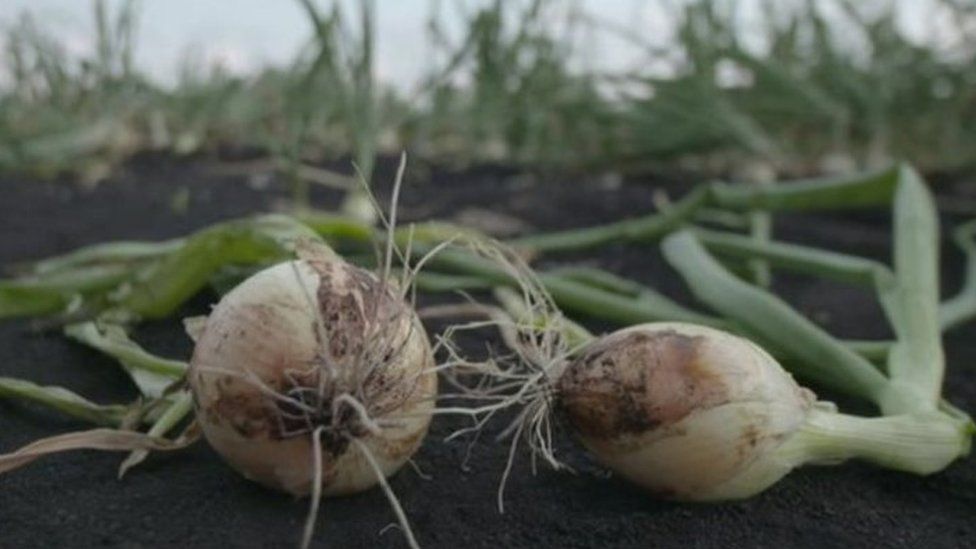 onions in field