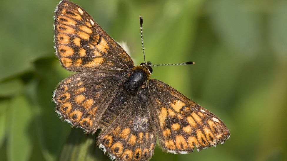 Butterflies: Illegal reintroduction of extinct species is harmful for ...