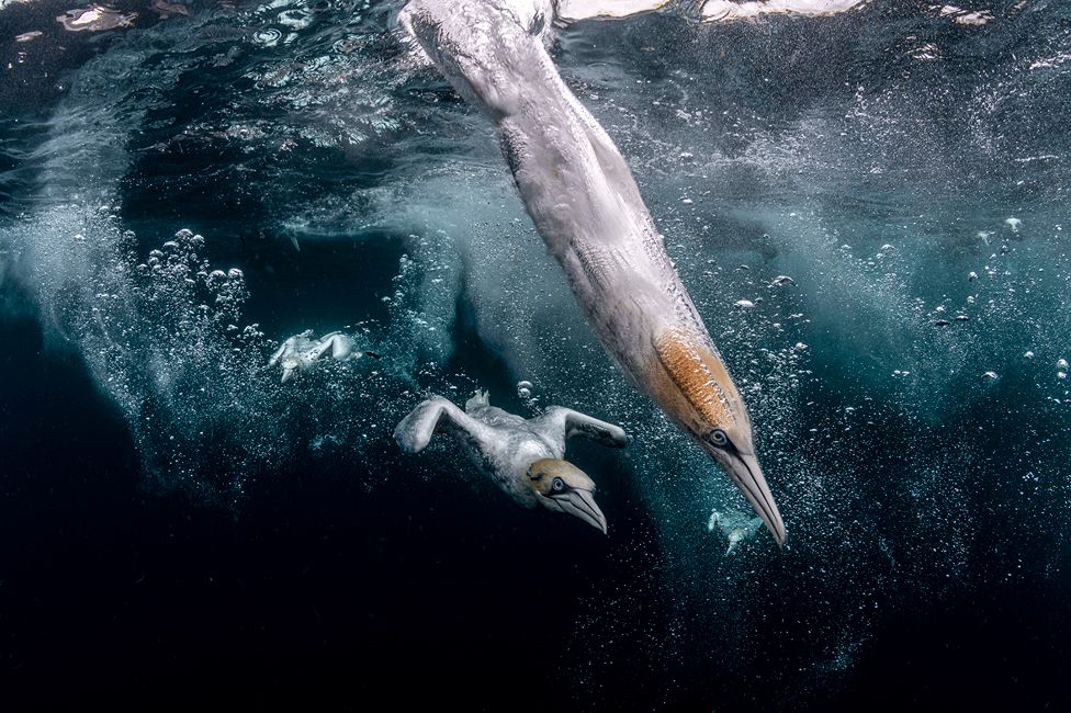 Diving gannets off the Shetland Islands, Scotland