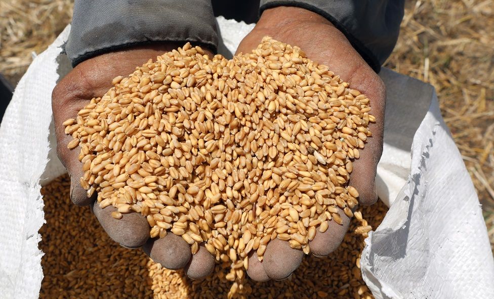 An Egyptian laborer holds wheat grains at a field in Qaha, Egypt. The government has fixed the price of unsubsidised bread amid a global surge in wheat prices.